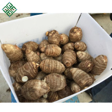 2018 fresh taro fine price